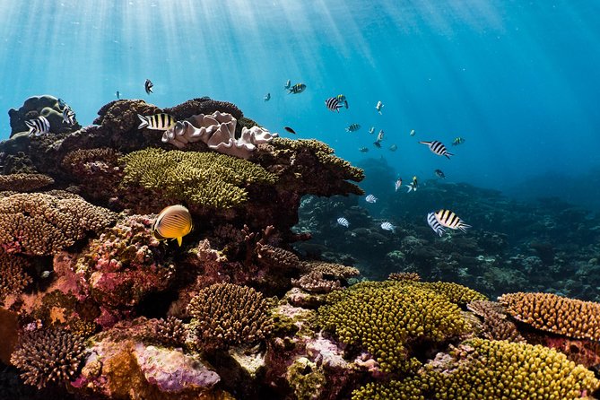 Swim with Whale Sharks in the Ningaloo Reef: 3 Island Shark Dive - The Underwater Photo Benefit: Why You Should Let Someone Else Do It
