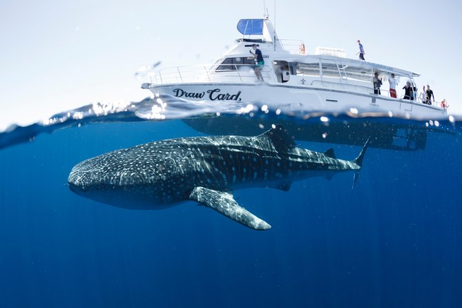 Swim with Whale Sharks in the Ningaloo Reef: 3 Island Shark Dive - Food, Drinks, and the Lunch You’ll Actually Appreciate