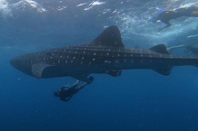 Swim with whale sharks on a private tour - Price and value: why paying for the whole private format can help