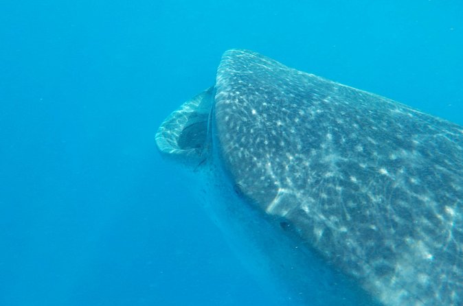 Swim with whale sharks on a private tour - Animal-welfare reality check: what to look for on the day