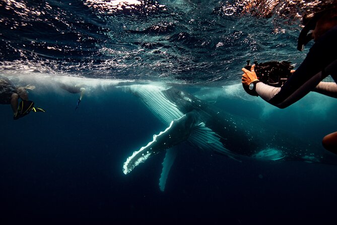 Swim with Whales Gold Coast - Key things to know before you go