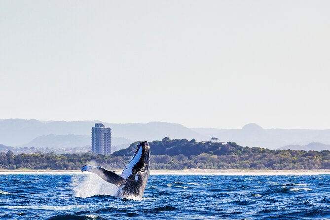 Swim with Whales Gold Coast - Early start on the Pacific: what your morning is actually like