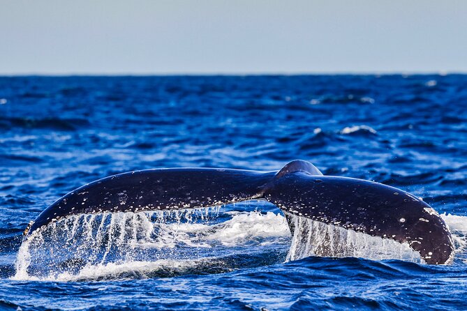 Swim with Whales Gold Coast - Whale swim reality check: sighting is guaranteed, closeness isn’t