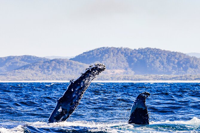 Swim with Whales Gold Coast - After the water: coffee, tea, and fresh fruit reset
