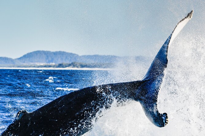 Swim with Whales Gold Coast - Pricing and value: is $286.18 worth it?