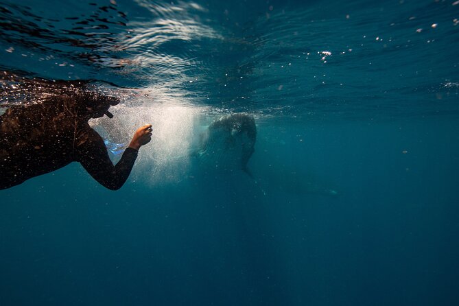 Swim with Whales Gold Coast - Marine naturalists + a captain who’s driving the search