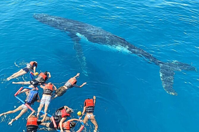 Swim with Whales in Gold Coast - Key Things That Make This Whale Swim Work