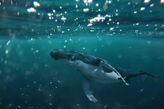 Swim with Whales in Gold Coast - Swim With Humpbacks From Southport: The Real Hook