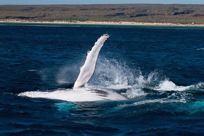 Swimming with the Whale Sharks - Ningaloo Reef (Exmouth) - Why Ningaloo Reef can deliver whale-shark encounters