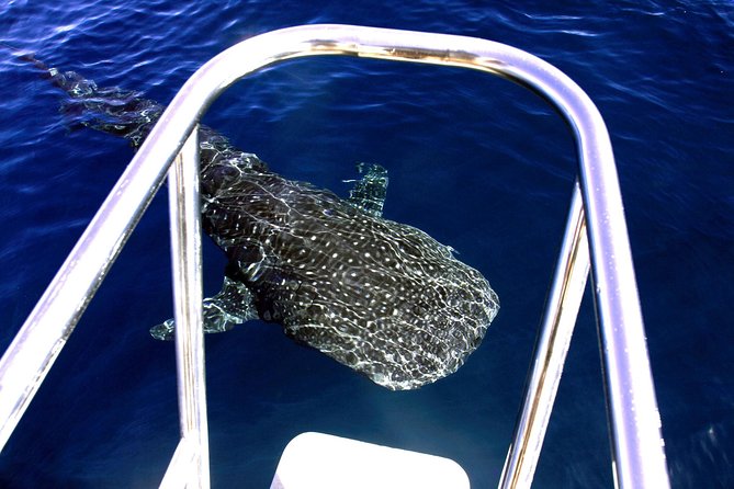 Swimming with the Whale Sharks - Ningaloo Reef (Exmouth) - How the two snorkel outings work in real life