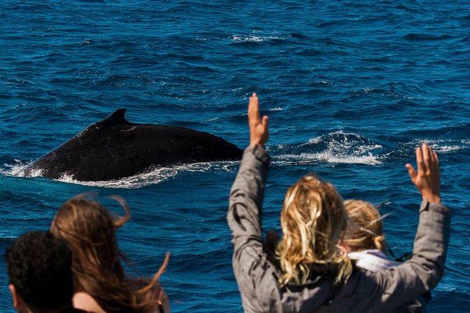 Swimming with the Whale Sharks - Ningaloo Reef (Exmouth) - What you’ll do and see once you’re actually in the water