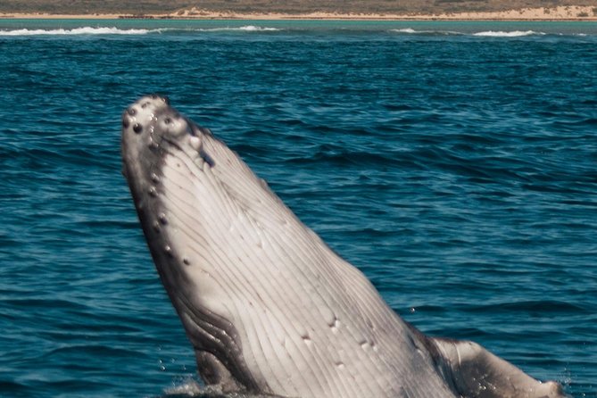 Swimming with the Whale Sharks - Ningaloo Reef (Exmouth) - Who this trip is best for (and who should choose something else)