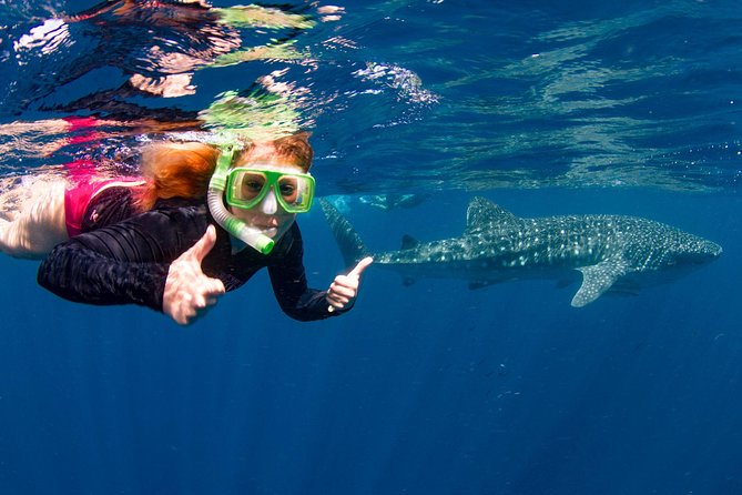 Swimming with the Whale Sharks - Ningaloo Reef (Exmouth) - The early morning: pickup and the 7:00 am departure