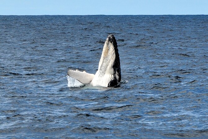 Sydney Harbour Tall Ship Whale & Sail - Whale Watching Cruise - Meeting at Campbells Cove: your day starts fast