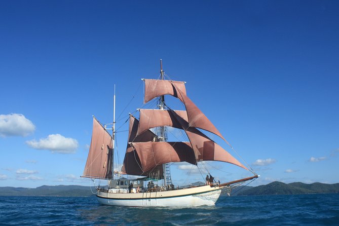 Sydney Harbour Tall Ship Whale & Sail - Whale Watching Cruise - Whale watching done the slow, smart way