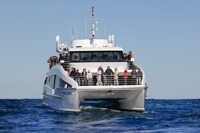 Sydney Whale Watching - 2.5hr Discovery Cruise - From Darling Harbour To Open Ocean in 25 Minutes