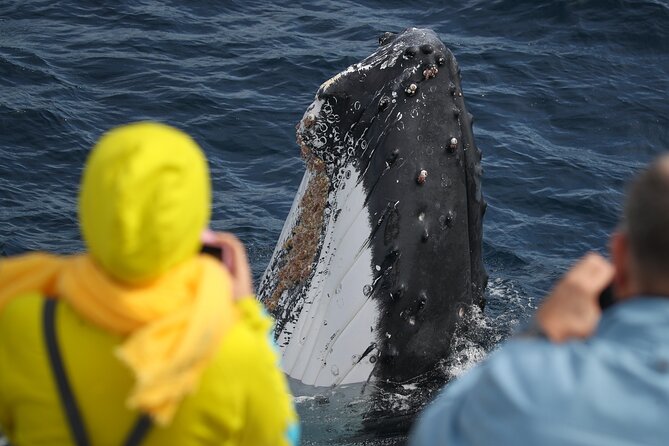 Sydney Whale Watching - 2.5hr Discovery Cruise - Who This Cruise Is Best For