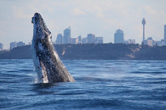Sydney Whale Watching Adventure Cruise - What You’re Really Getting on This Whale Cruise