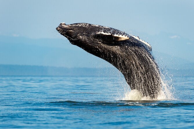 Sydney Whale Watching Adventure Cruise - Opera House and Harbour Bridge: The Harbour Part You’ll Remember