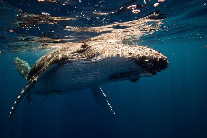 Sydney Whale Watching Adventure Cruise - The Real Game: Chasing Humpback Whales in Open Water