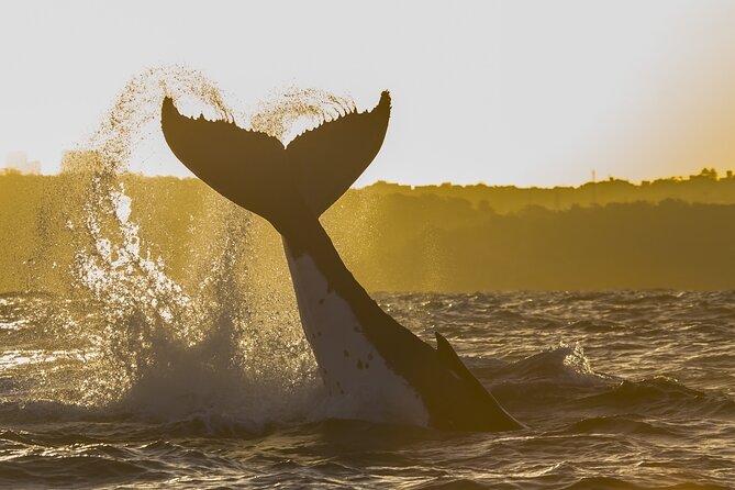 Sydney Whale Watching Adventure Cruise - How Long You’ll Actually Be Out There (and Why Timing Matters)
