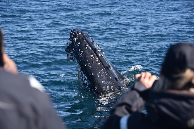 Sydney Whale-Watching by Speed Boat - When you cruise alongside whales, expect real closeness (and rules)