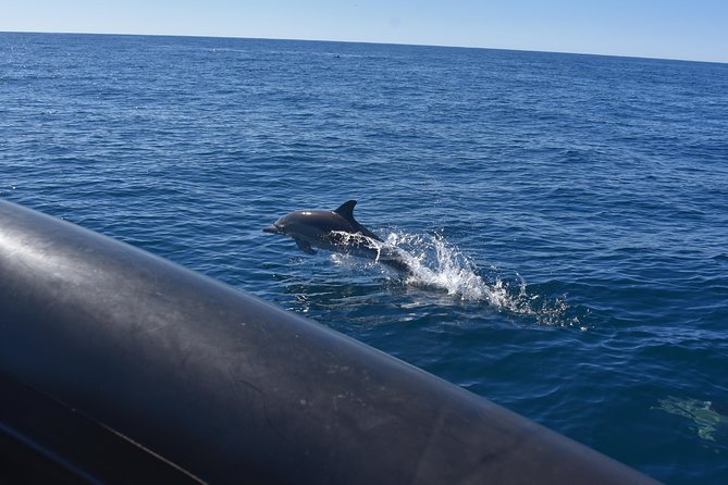 Sydney Whale-Watching by Speed Boat - Jackets, cold spray, and staying comfortable on a fast ride