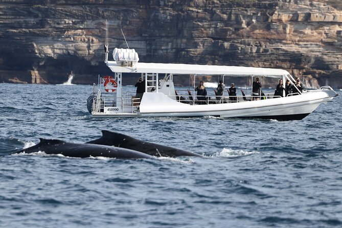 Sydney Whale-Watching by Speed Boat - The real value of $92.52 for a 2-hour outing