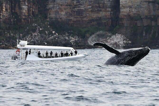 Sydney Whale-Watching by Speed Boat - Who this whale-watching speedboat fits best