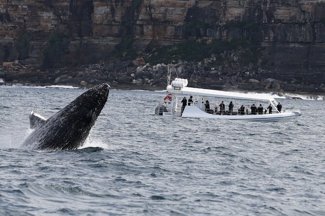 Sydney Whale-Watching by Speed Boat - Ocean Extreme: how humpback whale spotting actually works