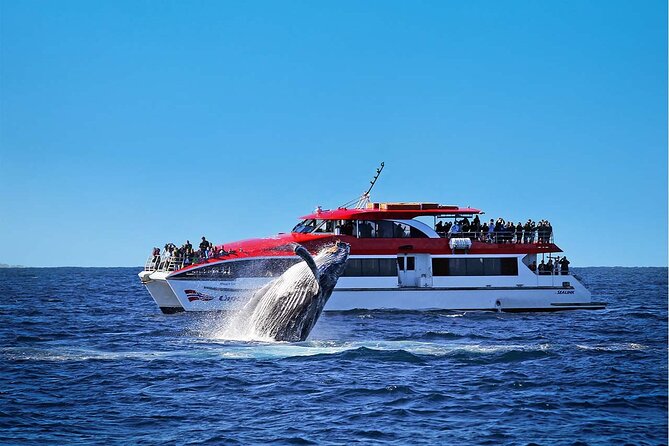 Sydney Whale Watching Cruise from Circular Quay - Why this Sydney whale watching cruise is such an easy yes