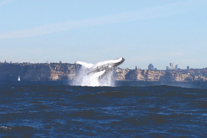 Sydney Whale Watching Cruise from Circular Quay - Cruising out past the Opera House to open ocean