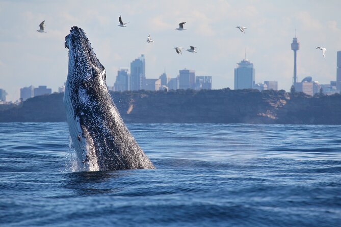 Sydney Whale Watching Cruise from Circular Quay - The whale guarantee: helpful safety net or timing trap?