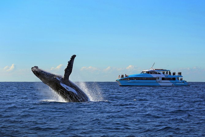 Sydney Whale Watching Cruise from Circular Quay - Seasonality and when whales show up best
