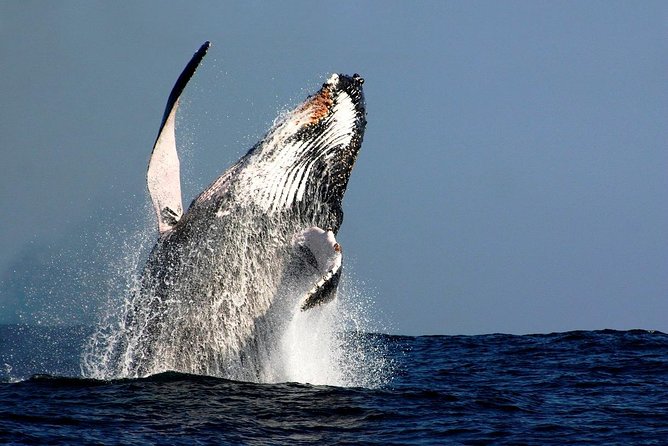 Sydney Whale-Watching Cruise Including Lunch or Breakfast - Key highlights you’ll care about