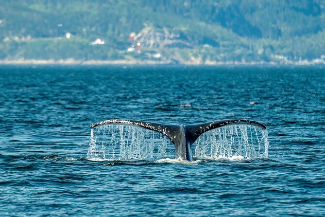 Tadoussac/Charlevoix: Whale & Bear Wildlife Tour - Key highlights at a glance