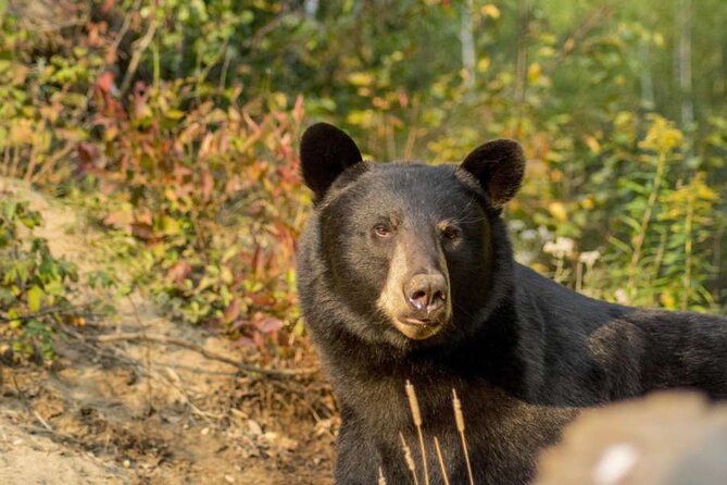 Tadoussac/Charlevoix: Whale & Bear Wildlife Tour - A whale cruise that actually targets species, not just sightings