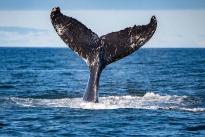 Tadoussac/Charlevoix: Whale & Bear Wildlife Tour - Safety and the vibe: respectful wildlife watching matters