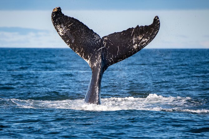 Tadoussac/Charlevoix: Whale & Bear Wildlife Tour - Safety and the vibe: respectful wildlife watching matters