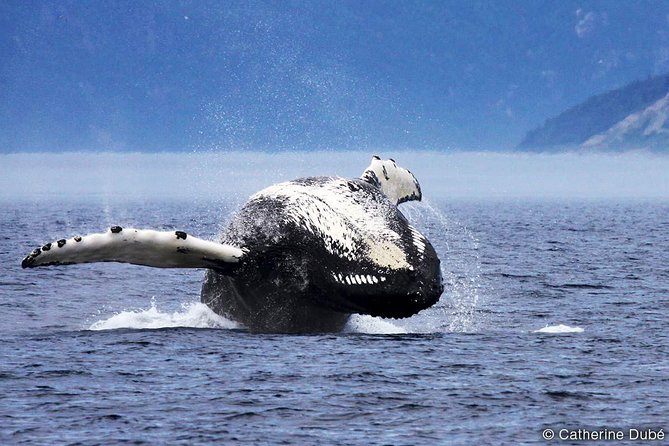 Tadoussac/Charlevoix: Whale Watching Tour - Boat vs Zodiac: comfort, closeness, and who each option suits