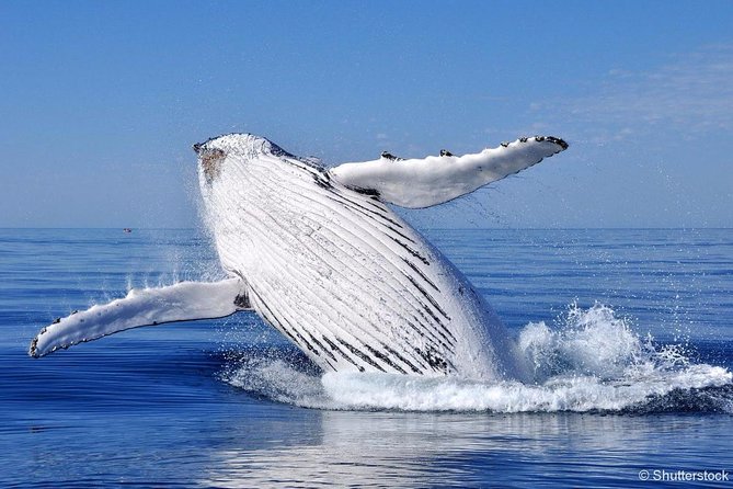 Tadoussac/Charlevoix: Whale Watching Tour - The naturalist part: what you’ll learn while the captain searches