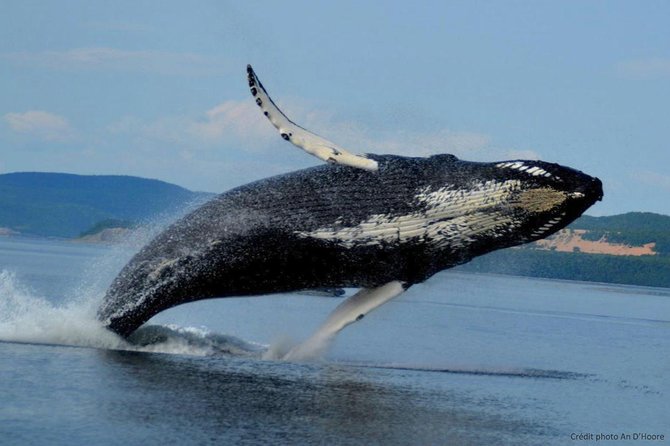 Tadoussac/Charlevoix: Whale Watching Tour - Price and value: is $101.32 a fair deal?