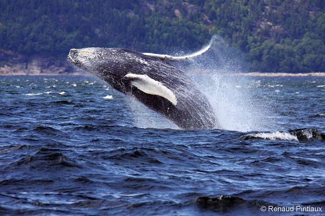 Tadoussac/Charlevoix: Whale Watching Tour - Who should book this tour (and who might not)