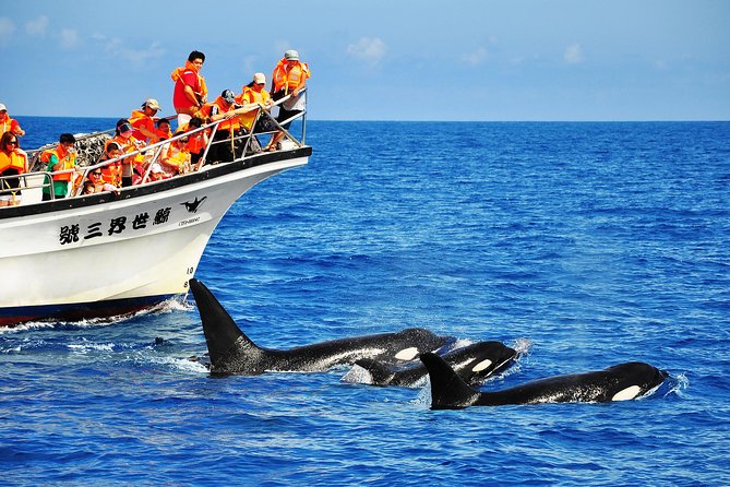 Taiwan Hualien Whale Watching Dolphin - Key things worth knowing before you go