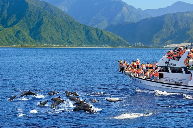 Taiwan Hualien Whale Watching Dolphin - Boat time and viewing odds: how long you might actually watch