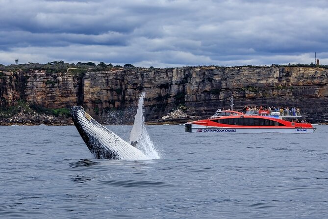 Taronga Zoo & Whale Watching Cruise Combo - Sydney Harbour - Circular Quay start: tickets, timing, and how the day actually runs