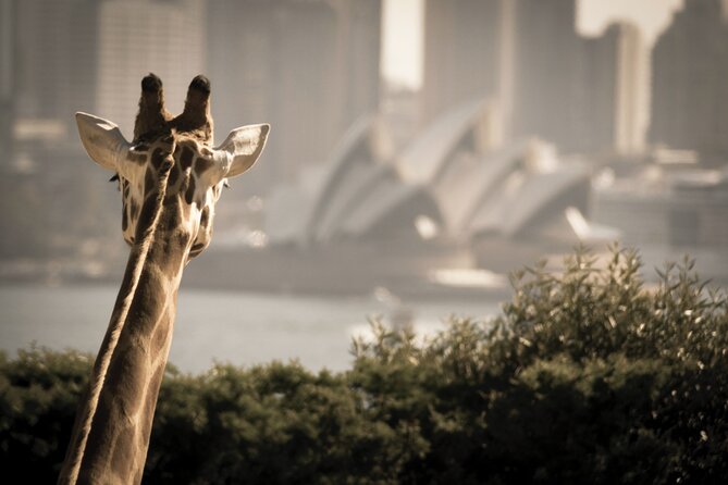 Taronga Zoo & Whale Watching Cruise Combo - Sydney Harbour - Should you book the Taronga Zoo & Whale Watching cruise combo?
