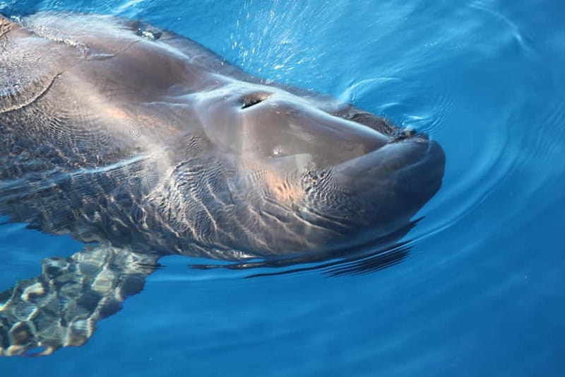 Tenerife: Accessible Whale Watching & Ocean Experience - Key highlights to know before you go