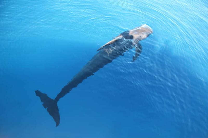 Tenerife: Accessible Whale Watching & Ocean Experience - Should you book BAT4ALL accessible whale watching in Tenerife?