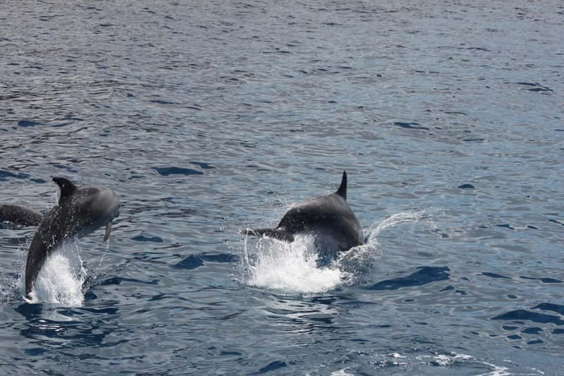 Tenerife: Accessible Whale Watching & Ocean Experience - A fully accessible whale-watching boat in Los Cristianos